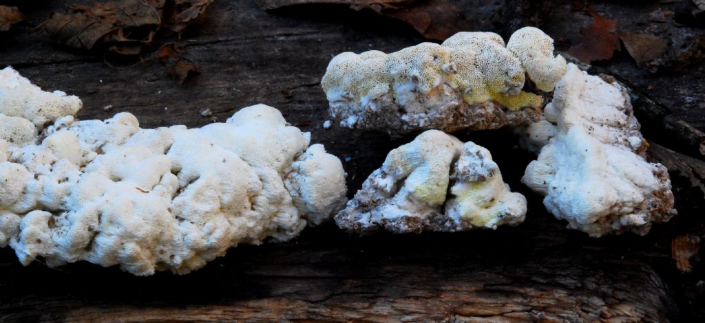 su trave di conifera a terra,credo Antrodia (xantha)